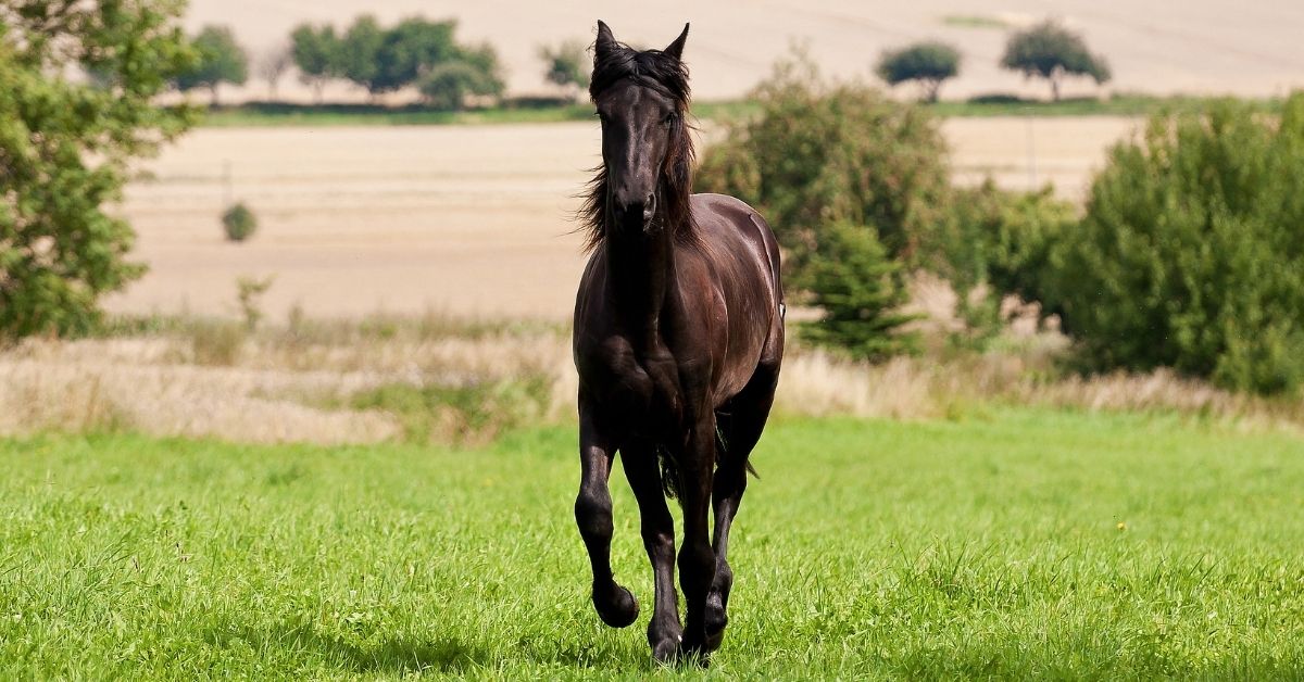 friesian horse is walking on the grass