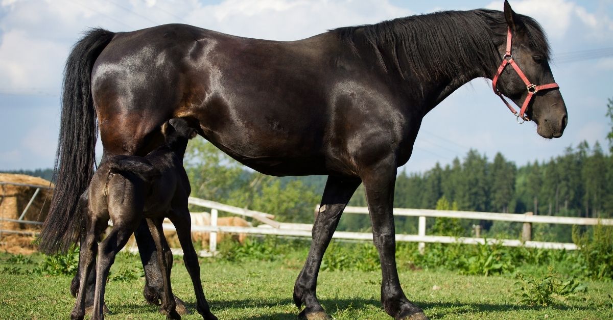 friesian horse mare with foal