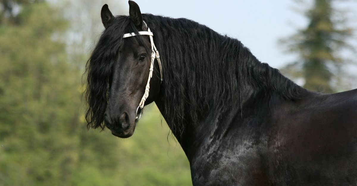 friesian stallion