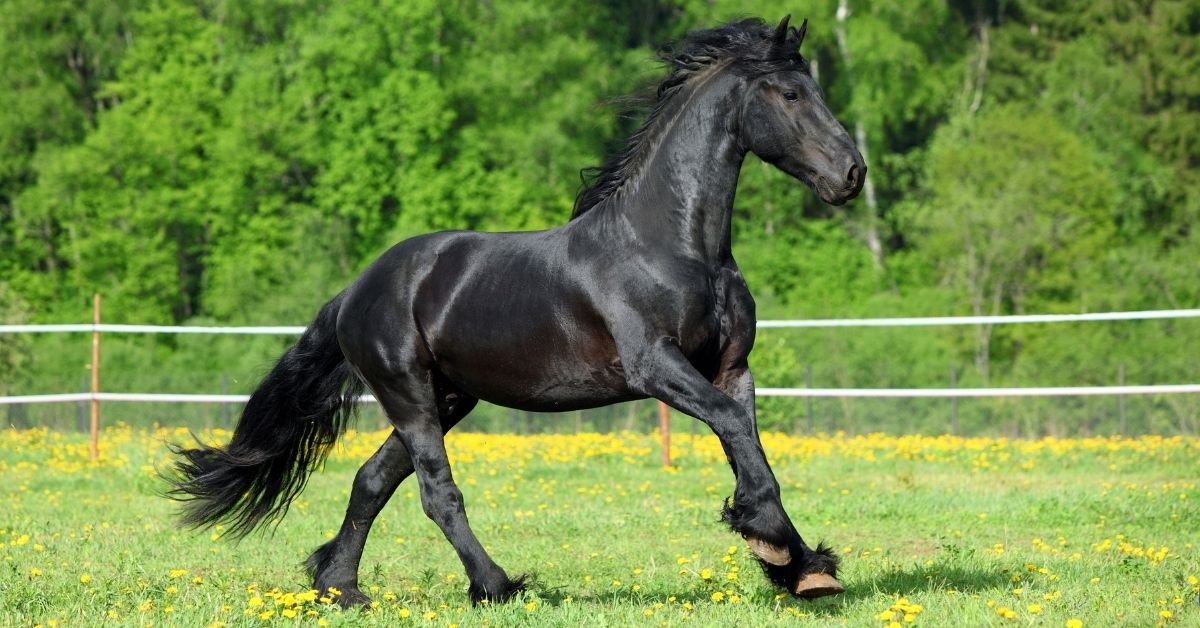 galloping black friesian stallion