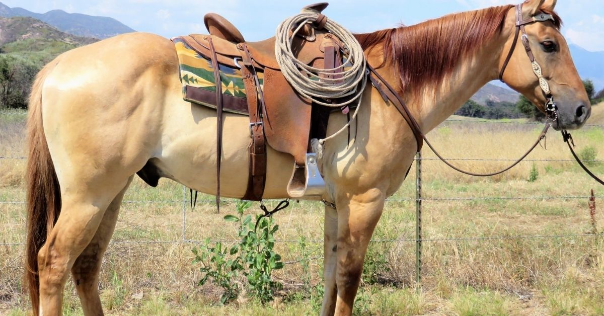 hand red dun gelding