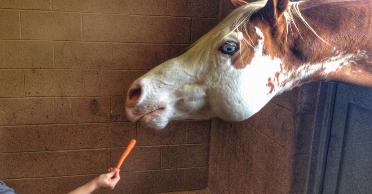 horse and carrot