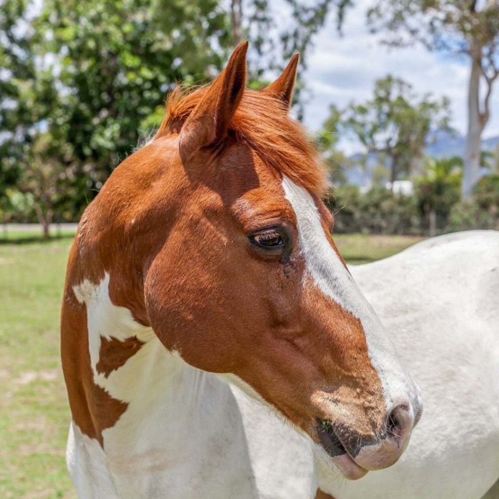 horse basics