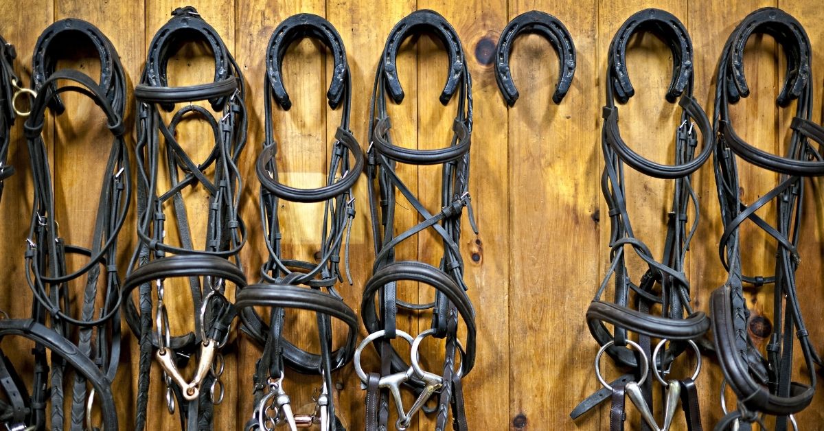 horse bridles hanging in stable