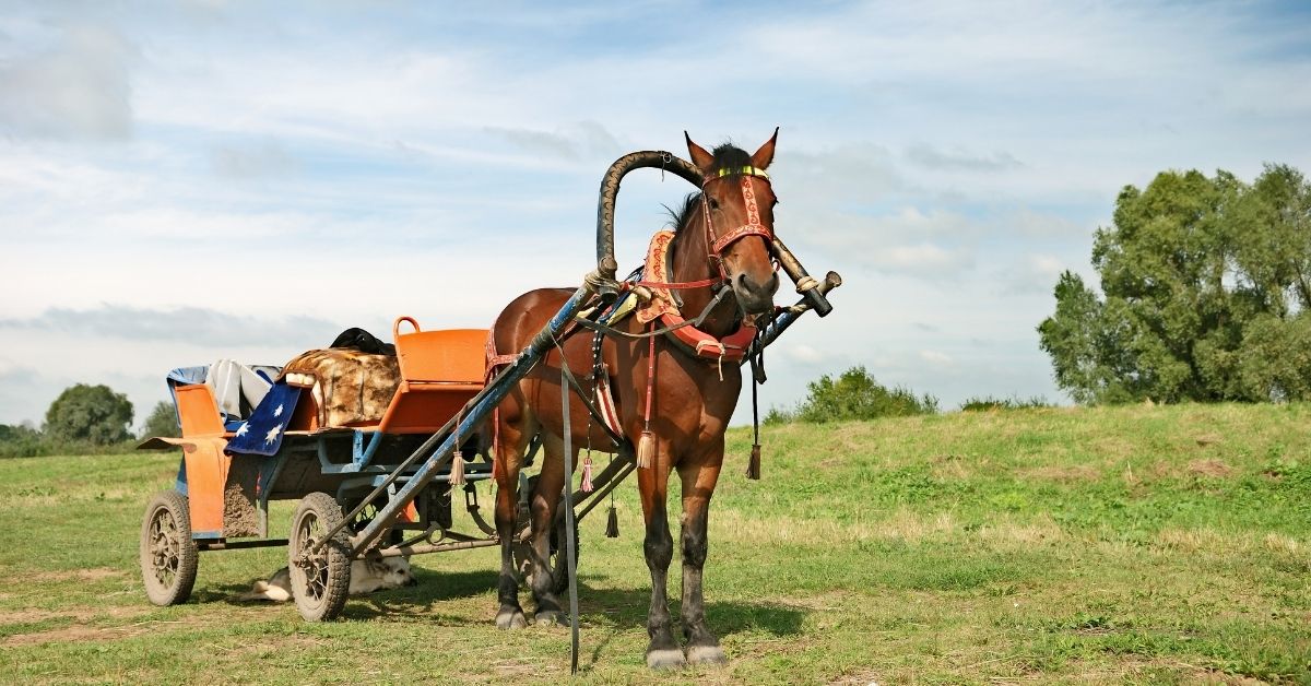 horse drawn vehicle