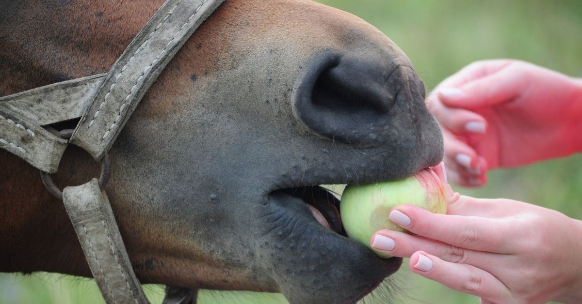 horse eating apple