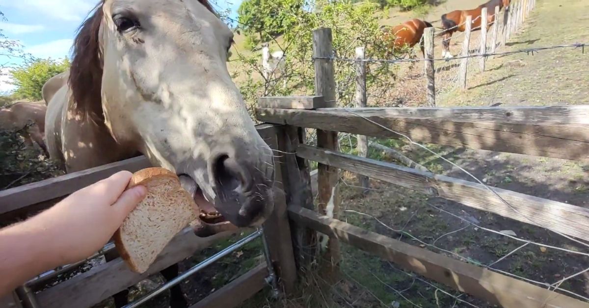 horse eating bread