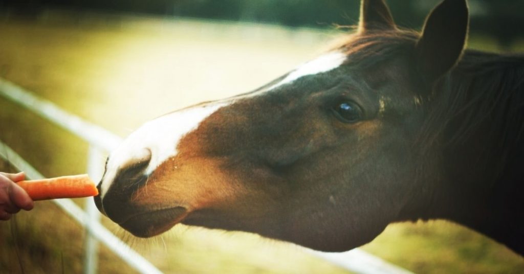 Can Horses Eat Carrots? National Equine