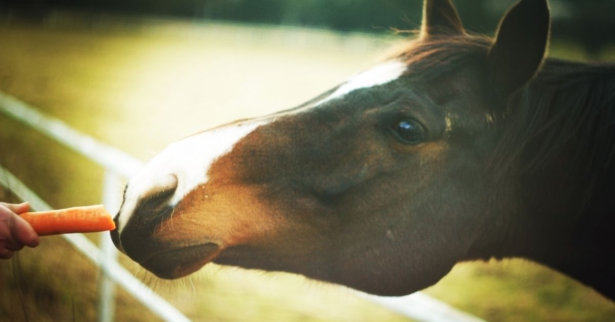 horse eating carrot