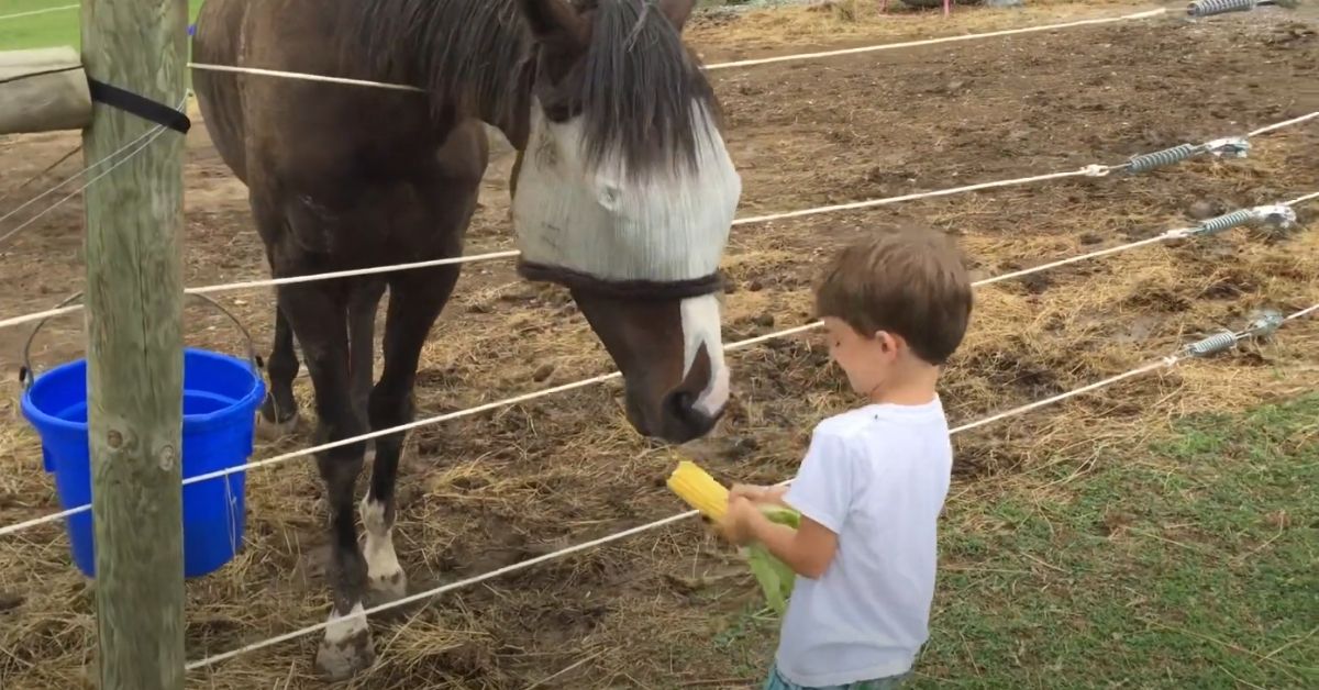 horse eating corn