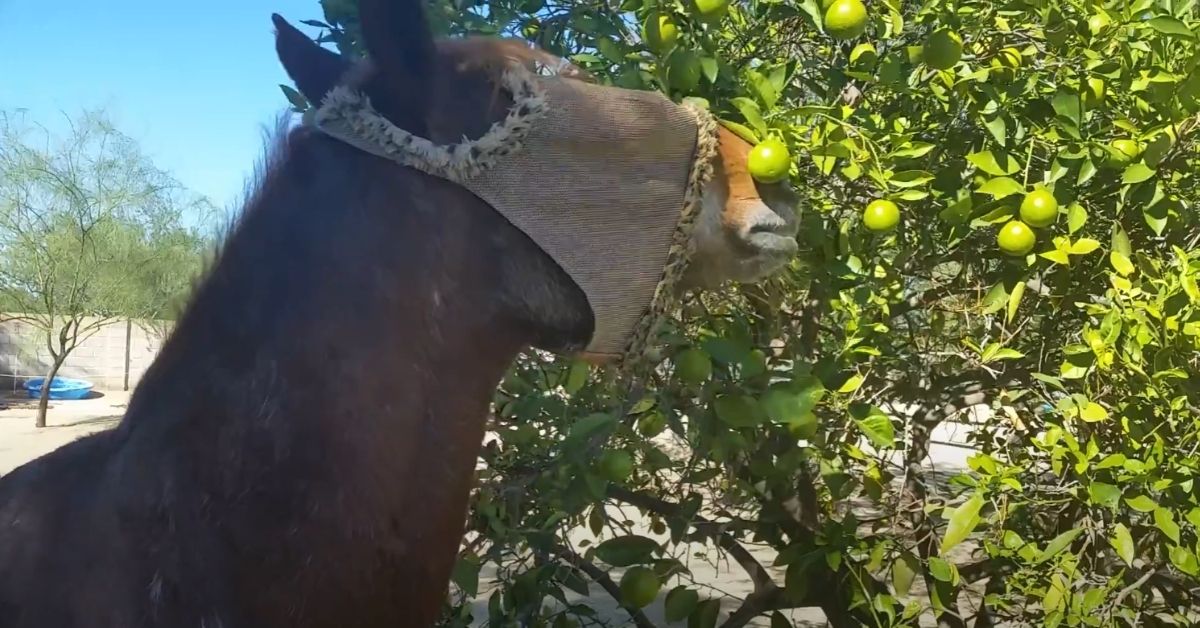 horse eating green orange