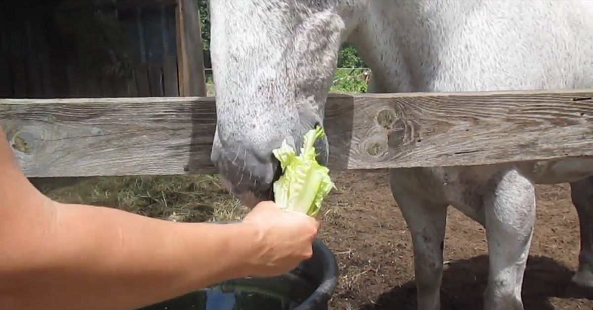 horse eating lettuce