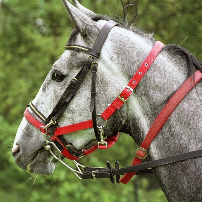 National Equine Everything Horse Related