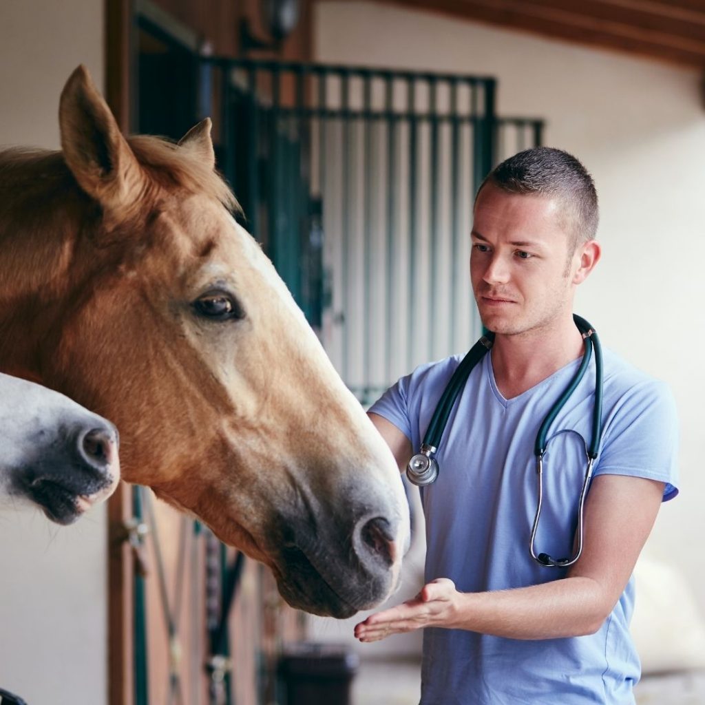 horse health