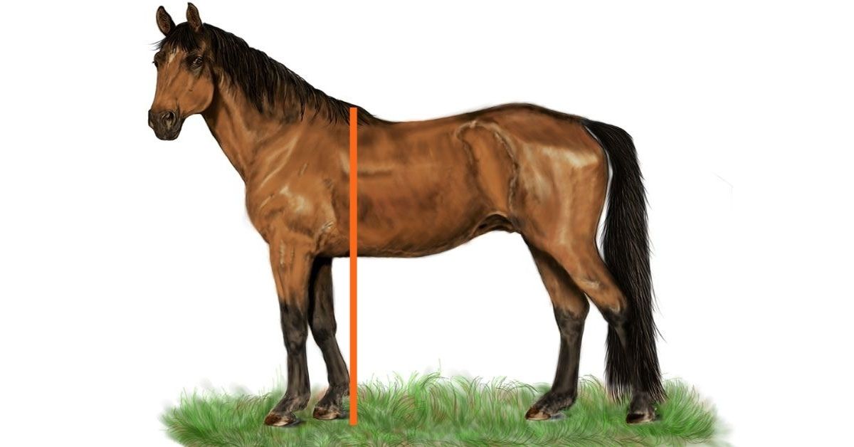 horse height measurement