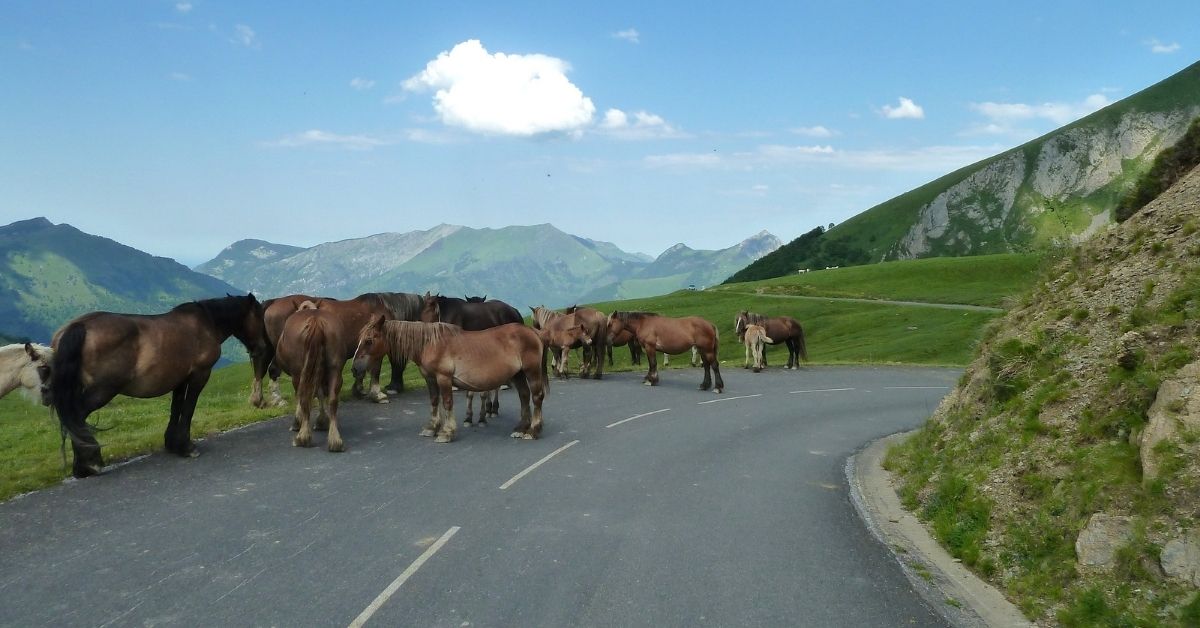 horse on road