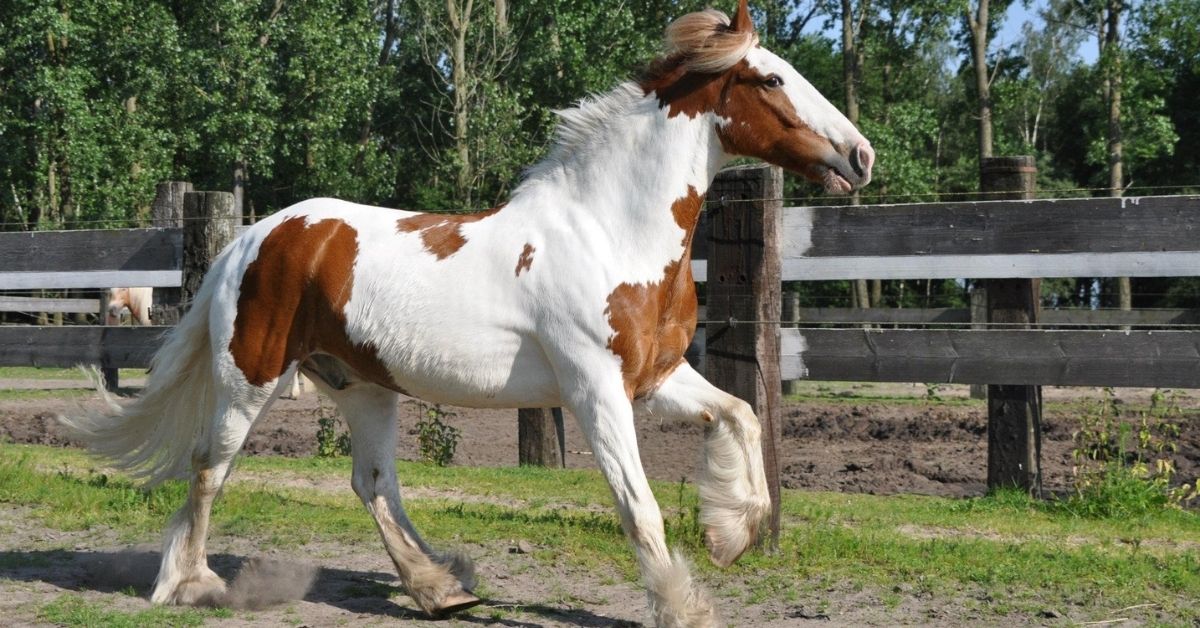 irish cob in the farm