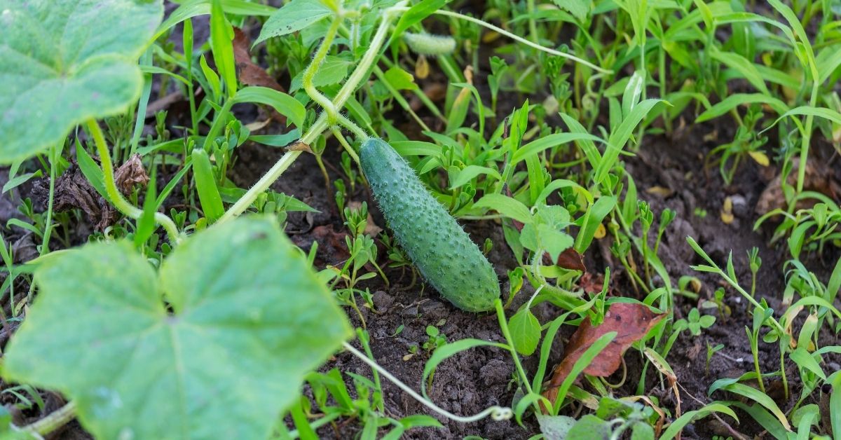 long cucumber growing on plant