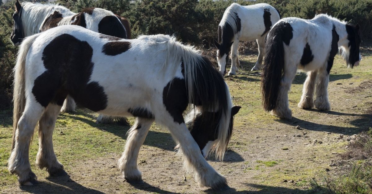 long haired gypsy cob horse close up face