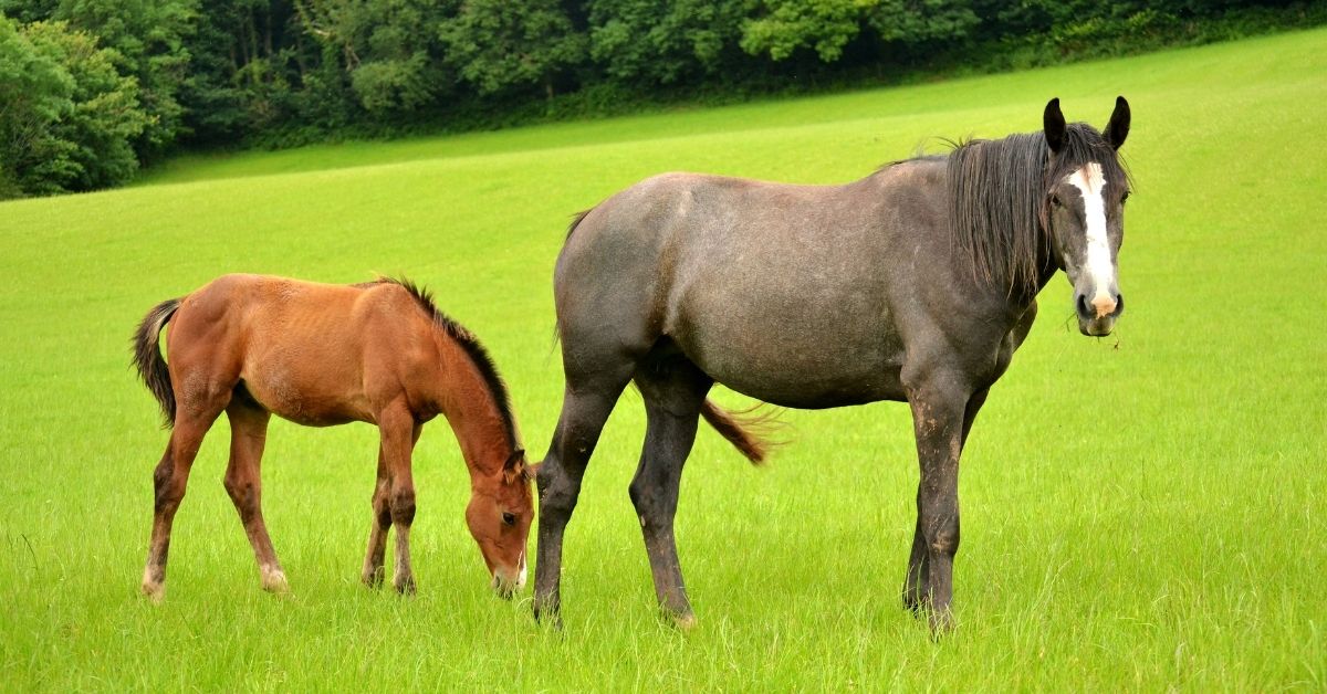 mare and foal