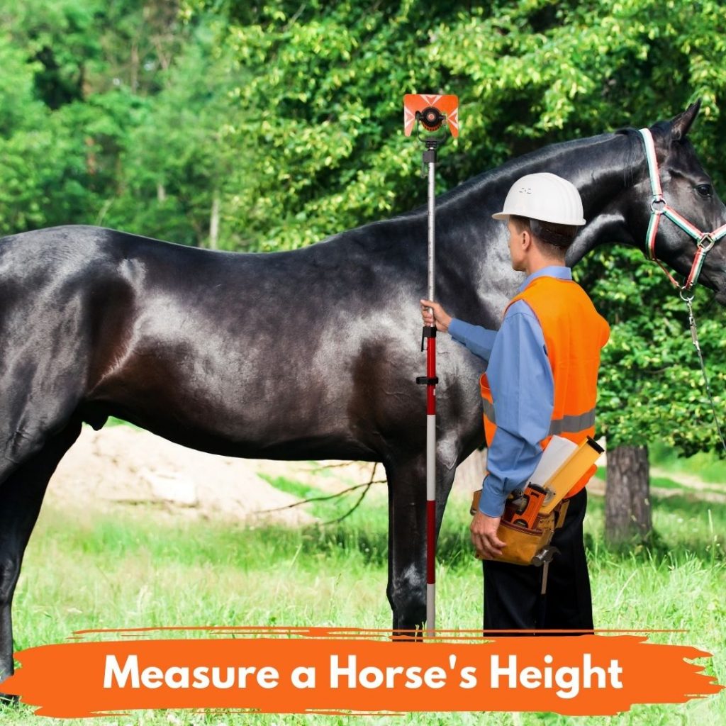 measure horse height