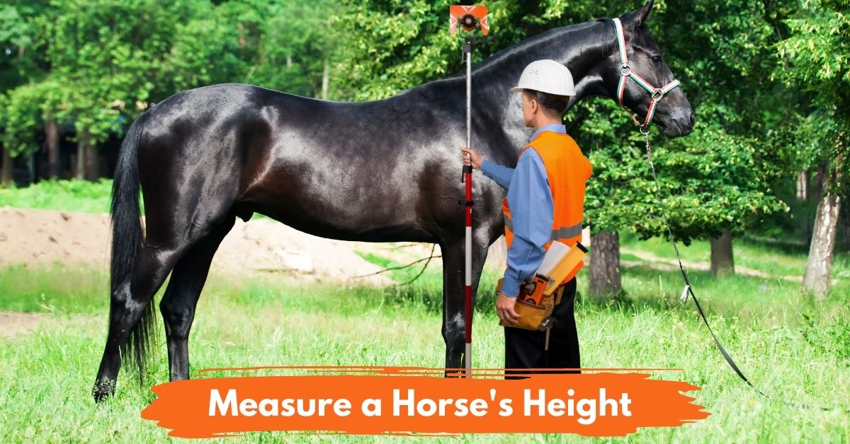 measure horse height social