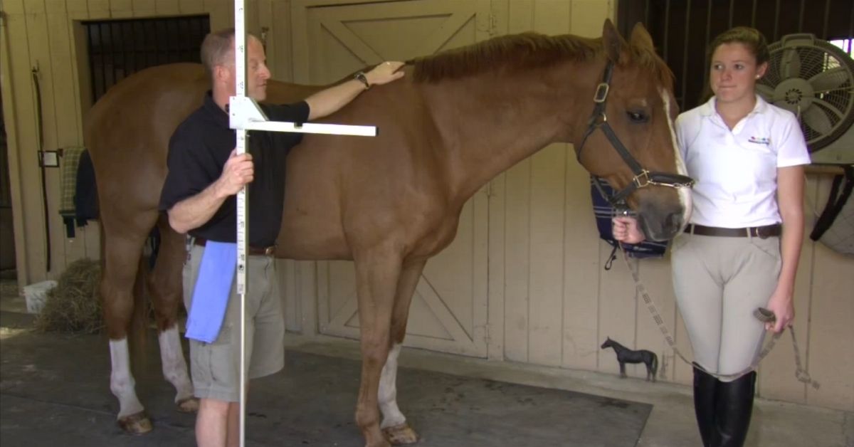 measure your horse height