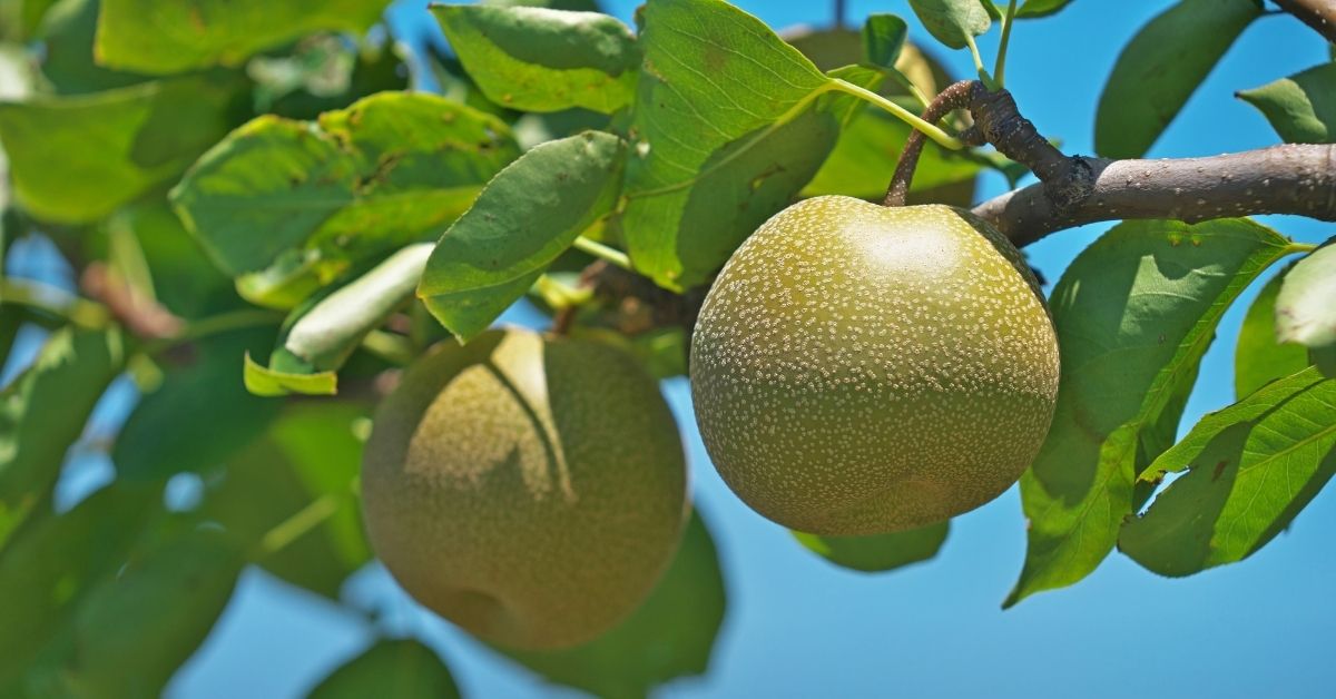 pear on the tree