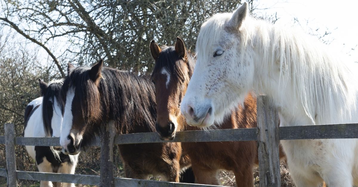 piebald gypsy cob horse