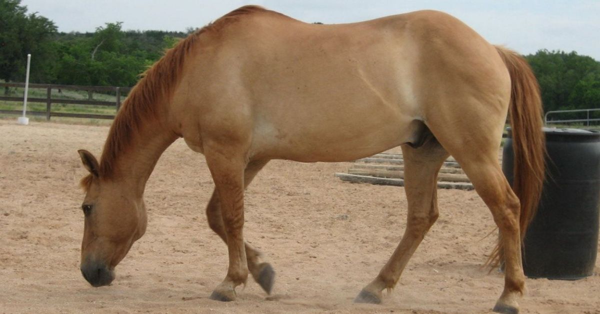 red dun horse