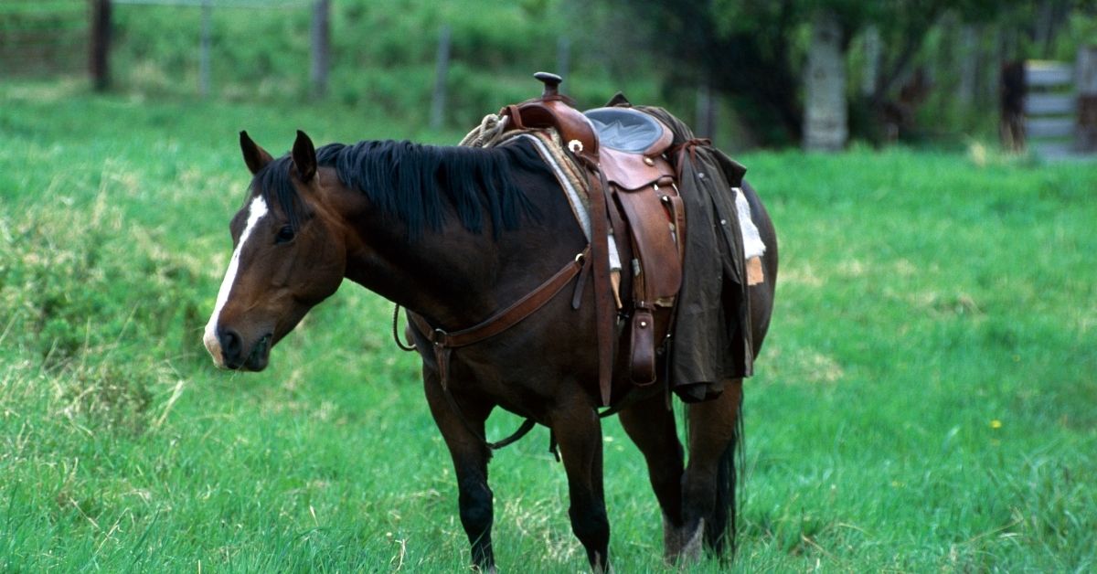 saddle horse at rest