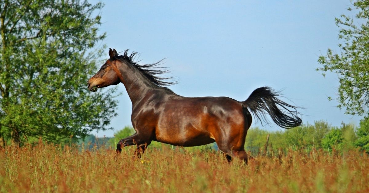 thoroughbred arabian horse