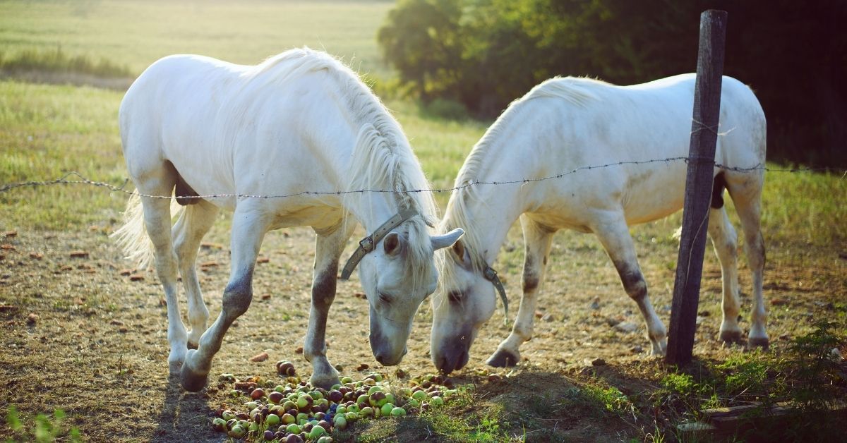 white horse on the field eat apples