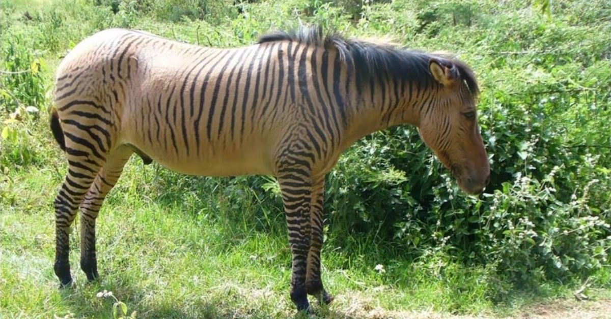 zebroid zebra and other equine