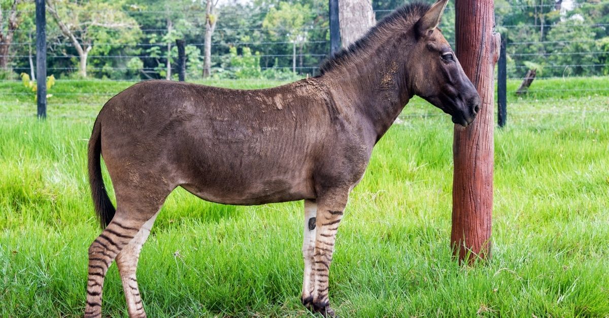 zonkey half zebra half donkey