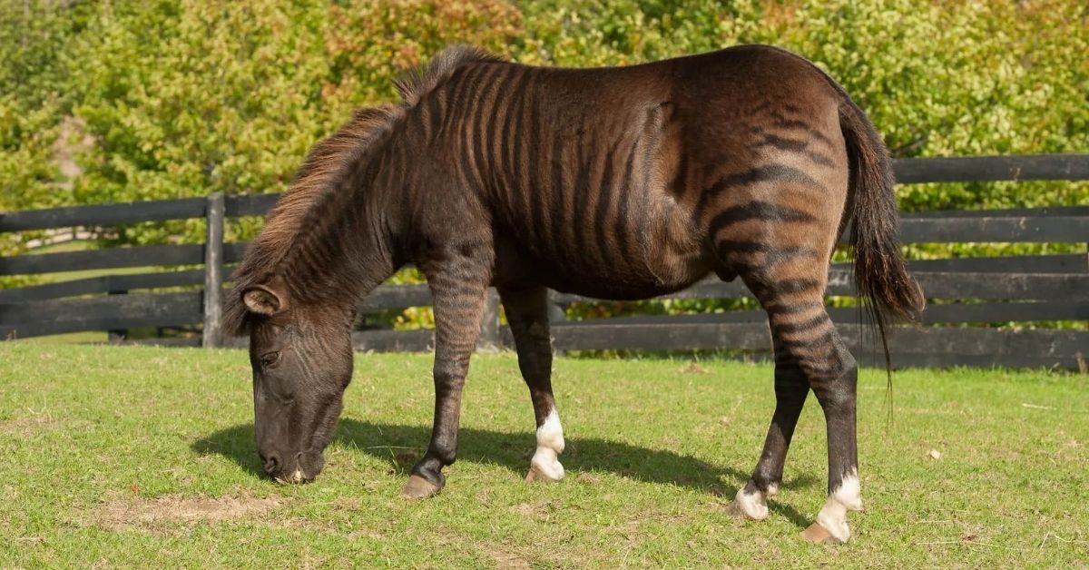 zorse eating grass