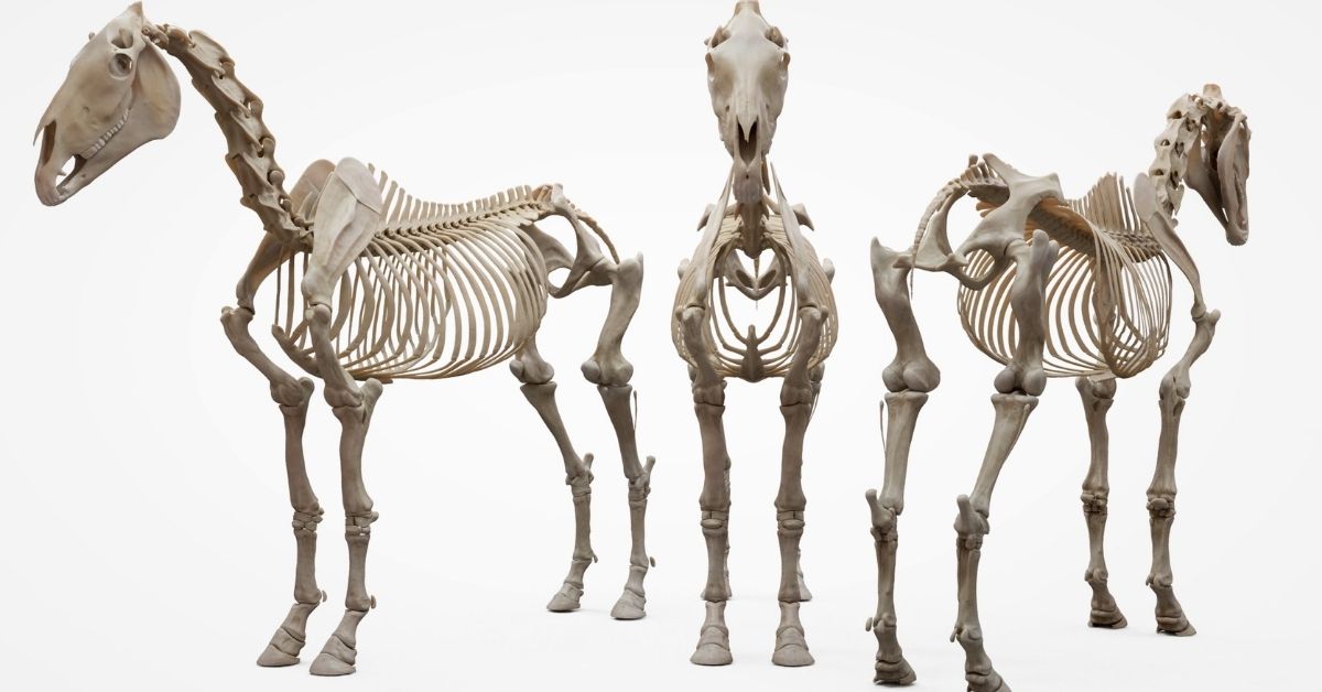 3d horse skeleton