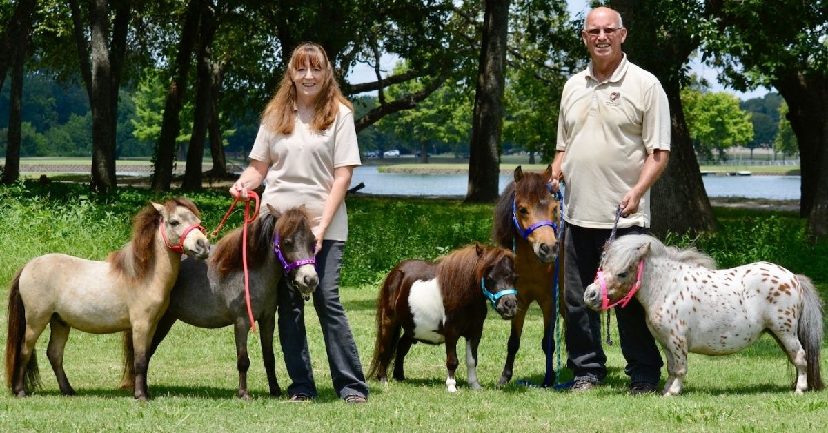 5 miniature horses and their owner