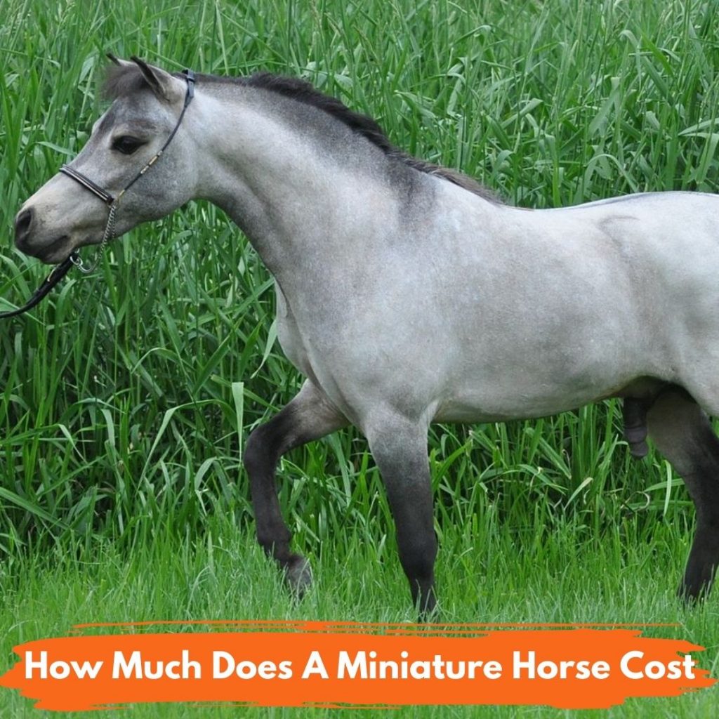 A Miniature Horse Cost
