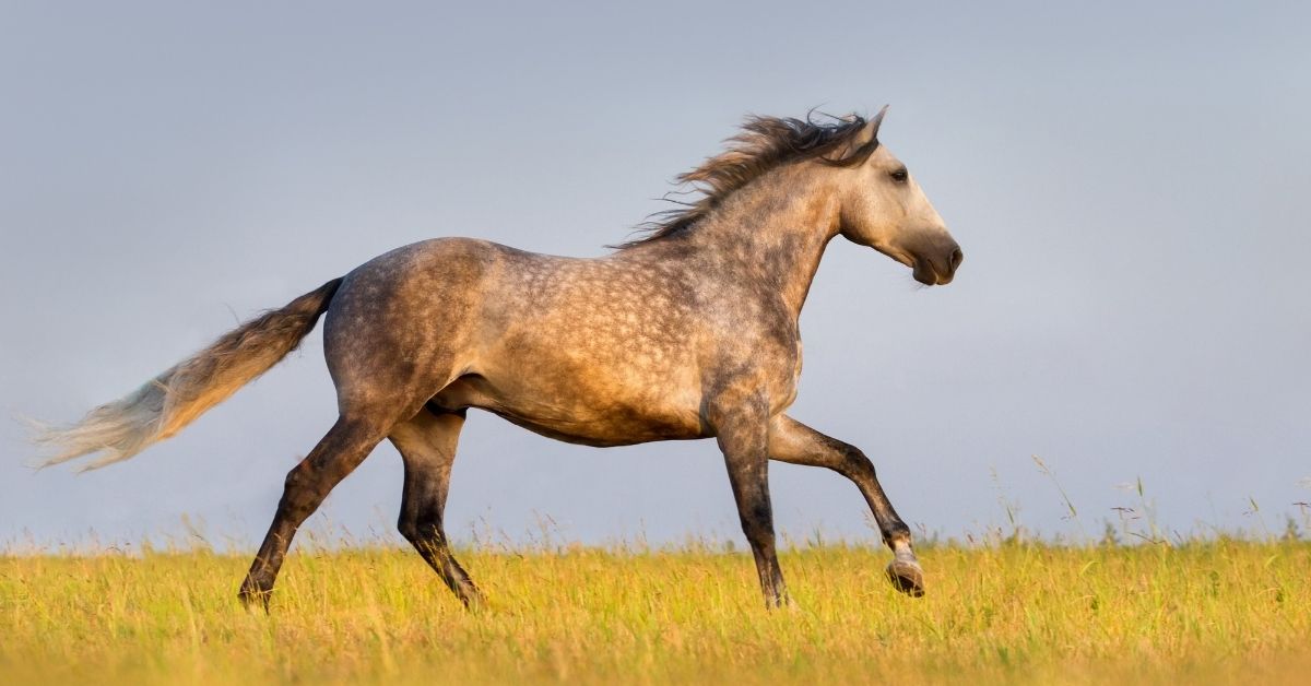 Andalusian Horse