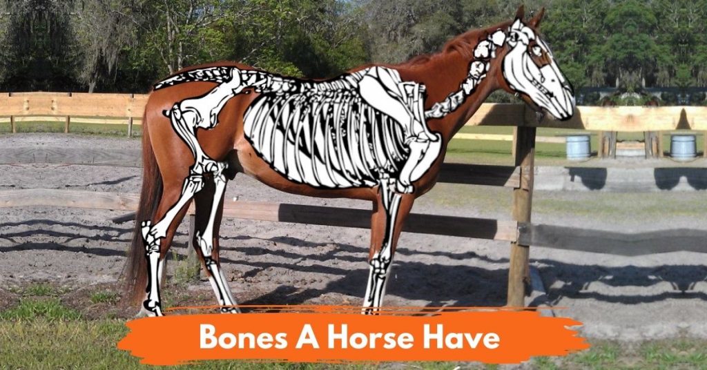 How Many Bones Does A Horse Have? National Equine