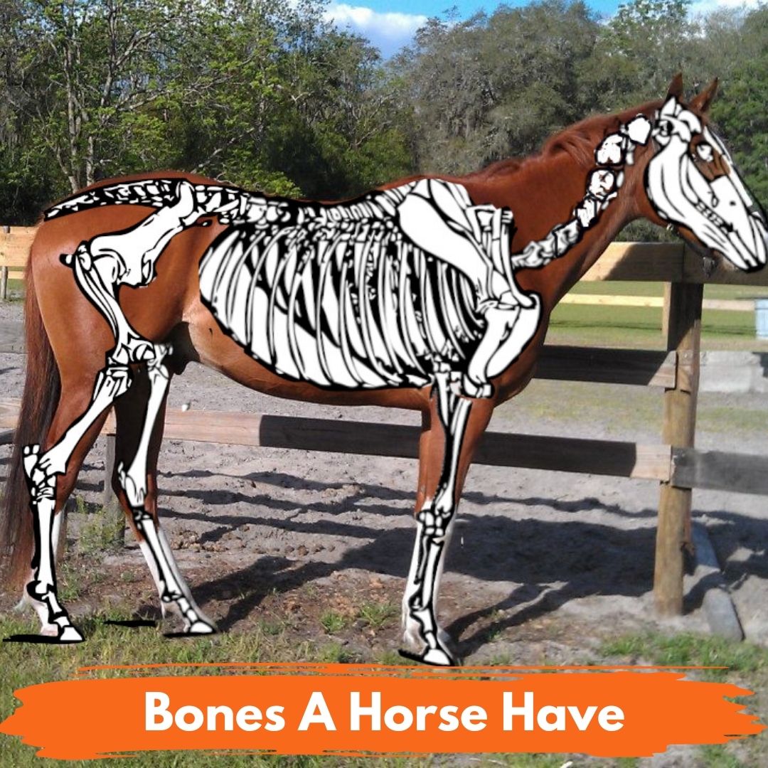 How Many Bones Does A Horse Have National Equine