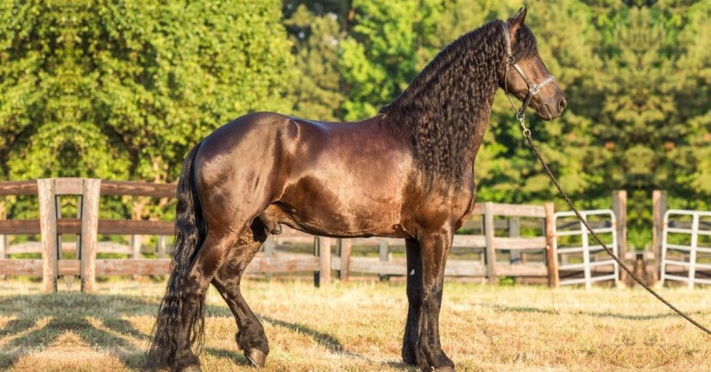 What Is A Friesian Horse? - National Equine