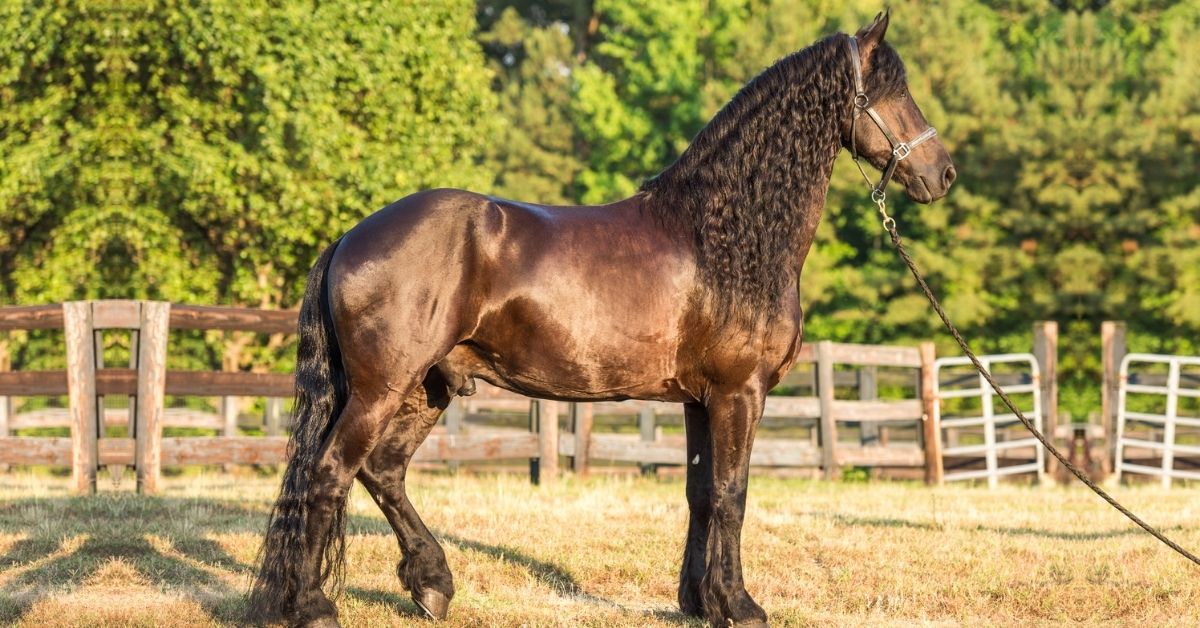 Brown Friesian Horse