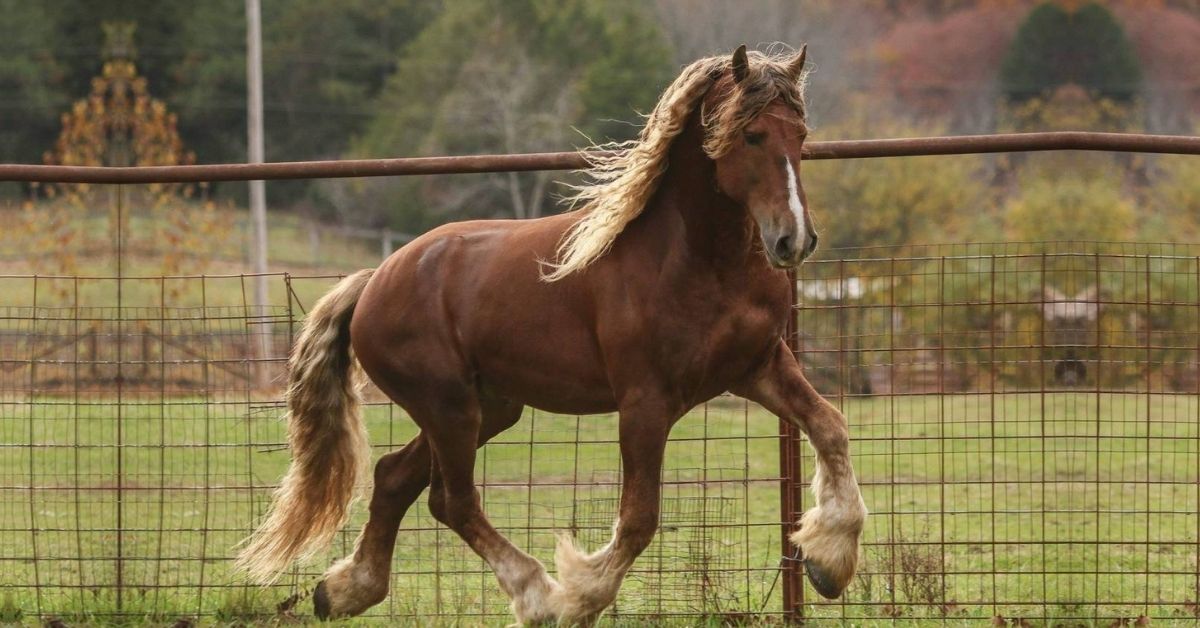 Chestnut Friesian Horse