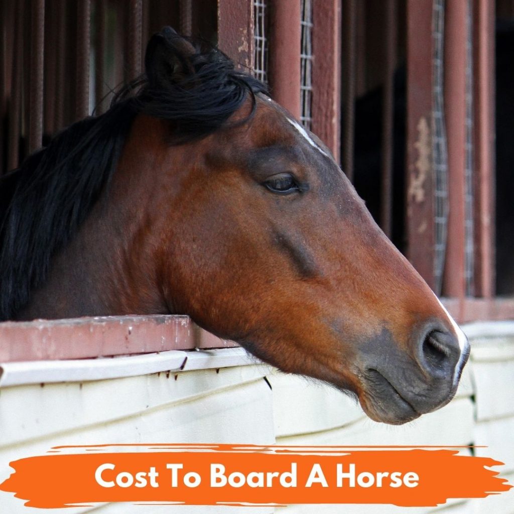 Cost to Board a Horse