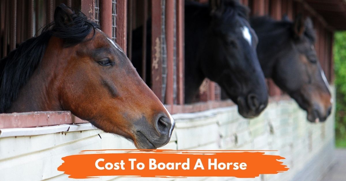 Cost to Board a Horse social