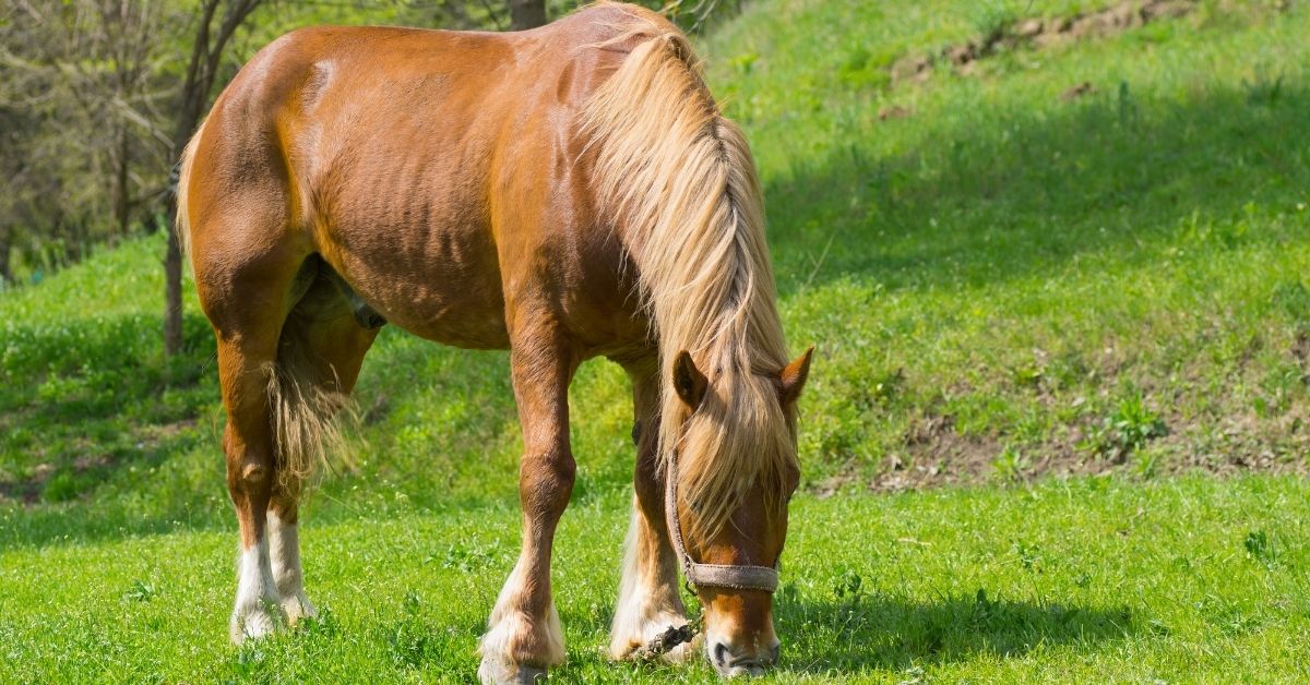 Draft Horse