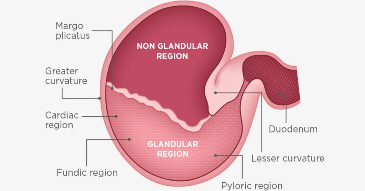 Equine stomach anatomy