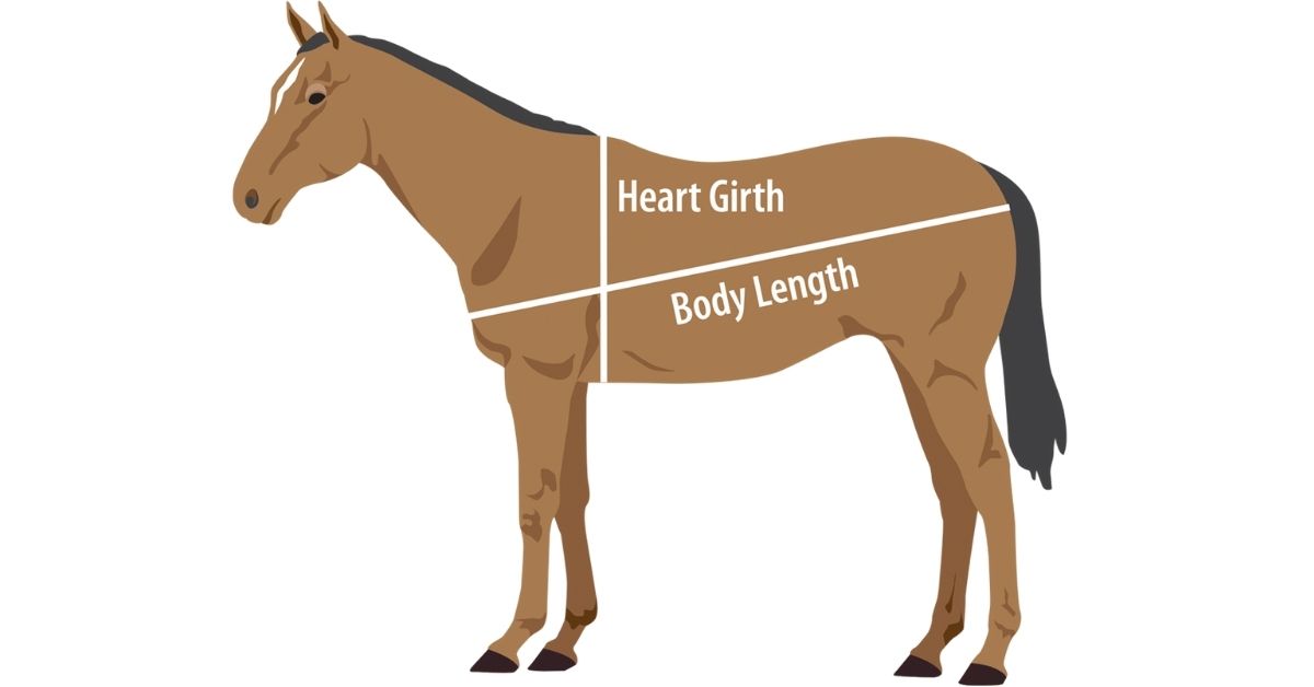 Estimate Your Horses Weight